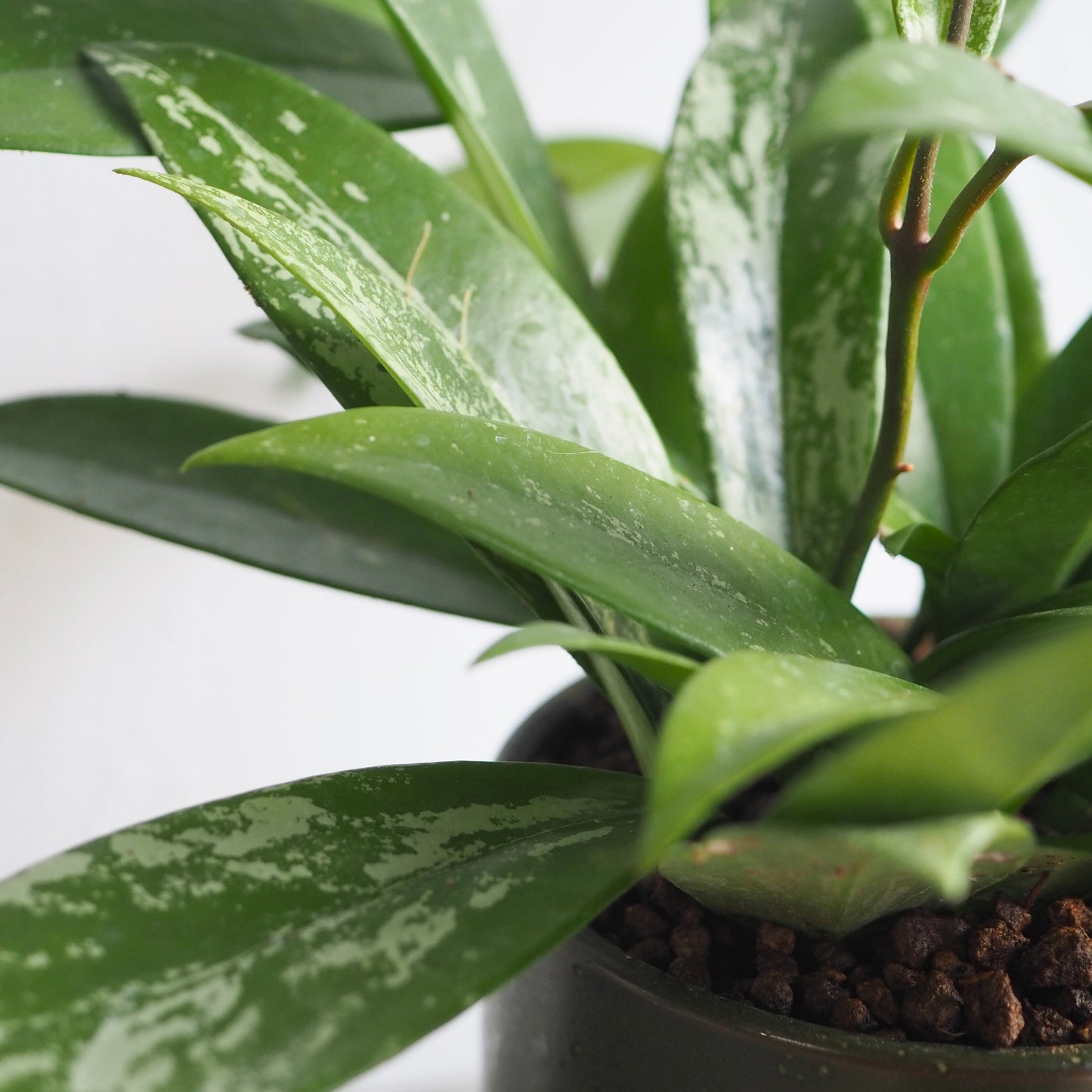 ホヤ・シルバーピンク