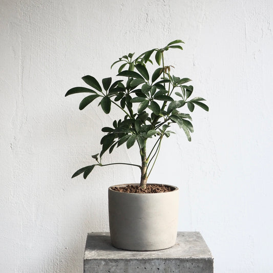 シェフレラ・コンパクタ