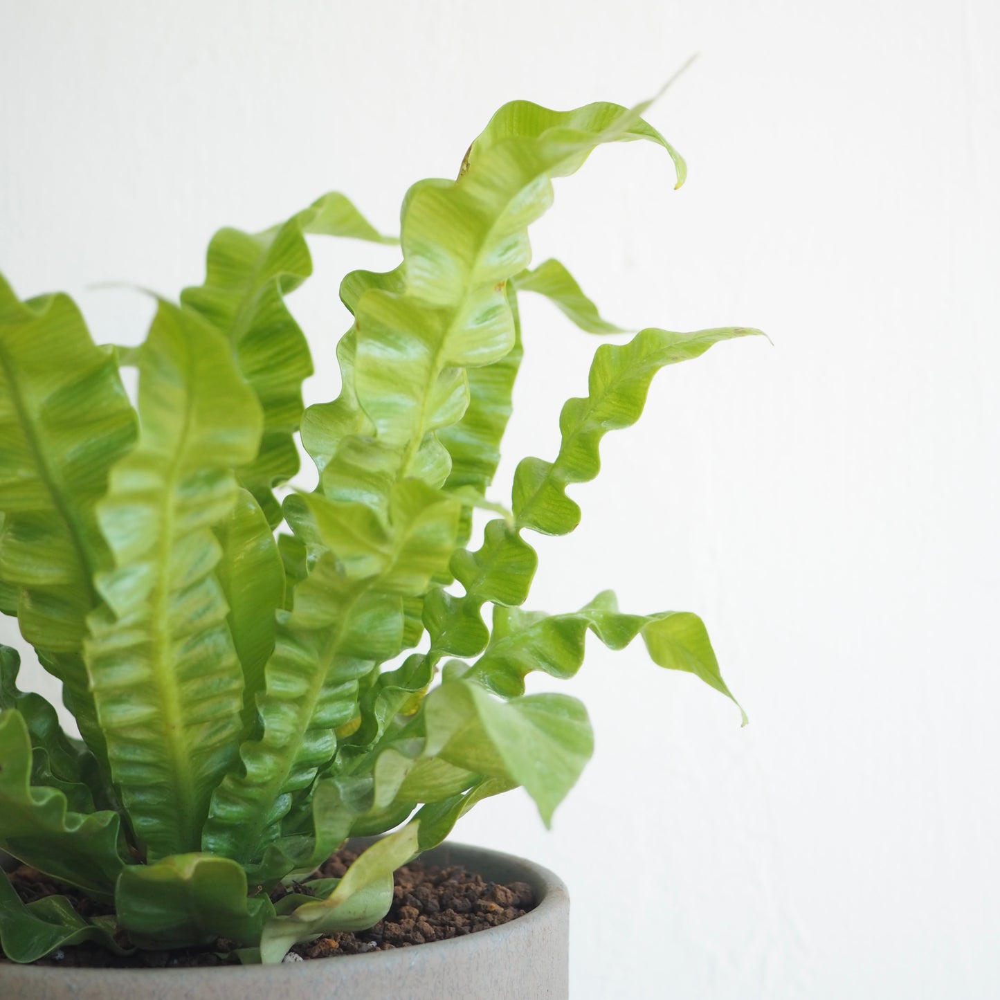 アスプレニウム・エメラルドウェーブ