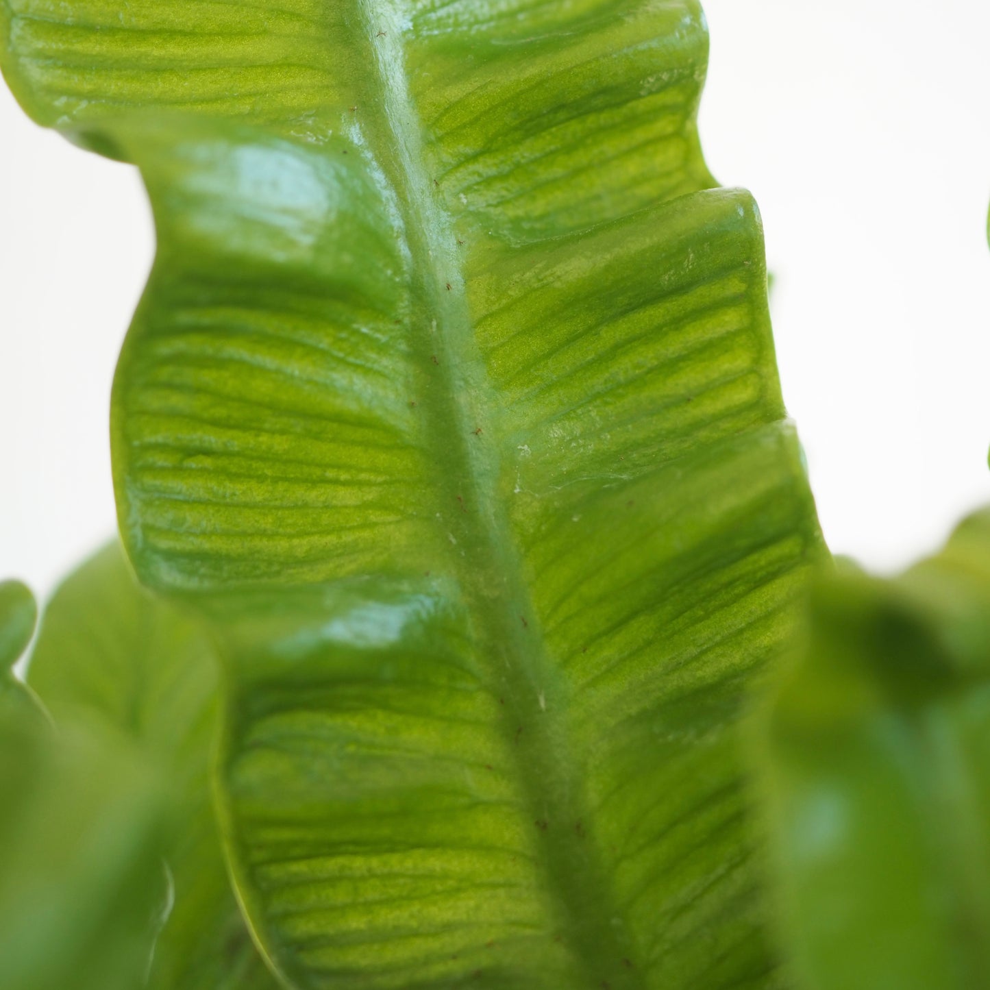 アスプレニウム・エメラルドウェーブ