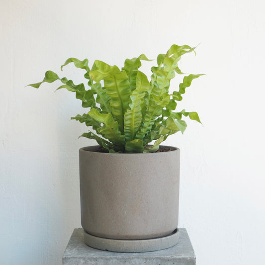 アスプレニウム・エメラルドウェーブ