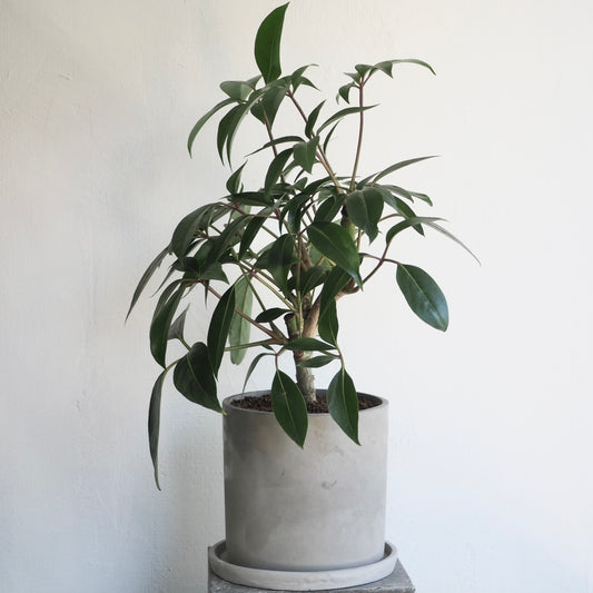 ツピタンサツス