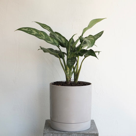 アグラオネマ・マリア