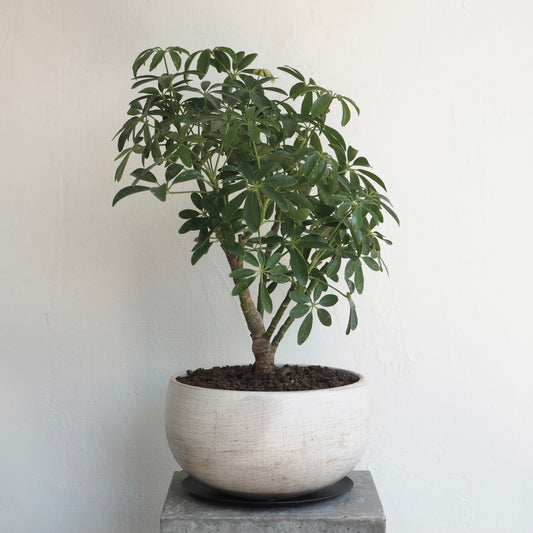 シェフレラ・コンパクタ