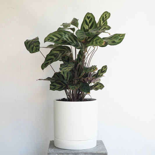 カラテア・マコヤナ