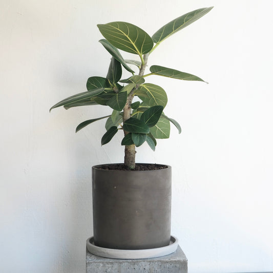 フィカス・ベンガレンシス