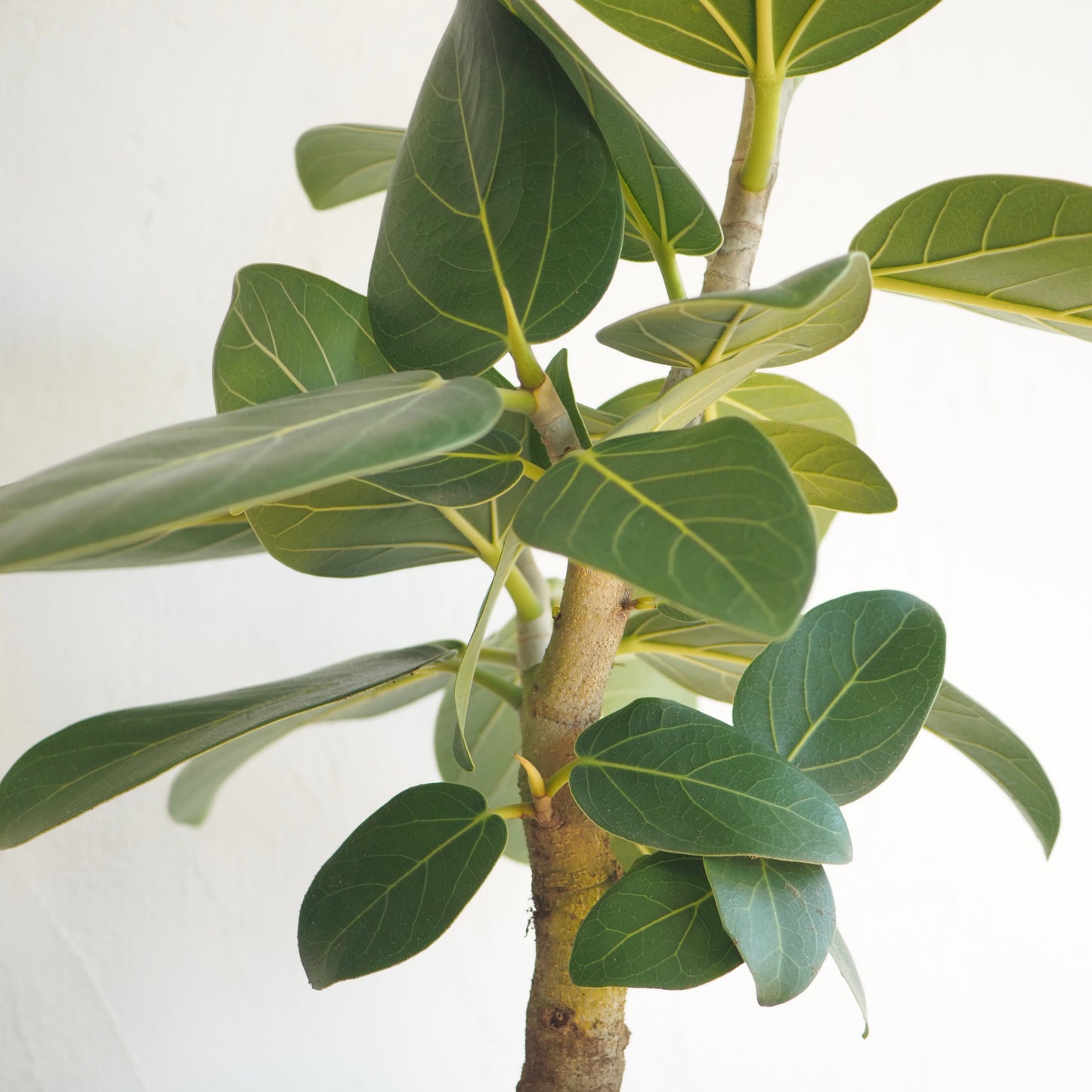 フィカス・ベンガレンシス