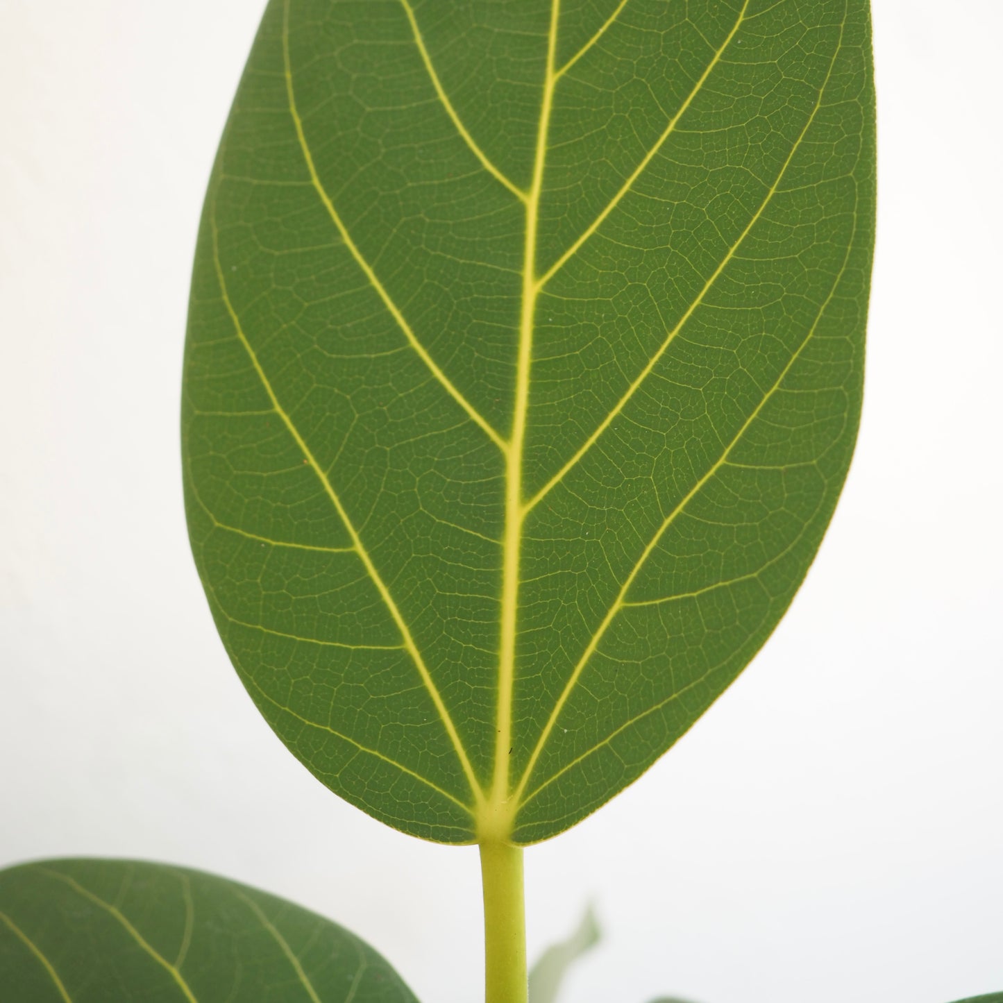 フィカス・ベンガレンシス