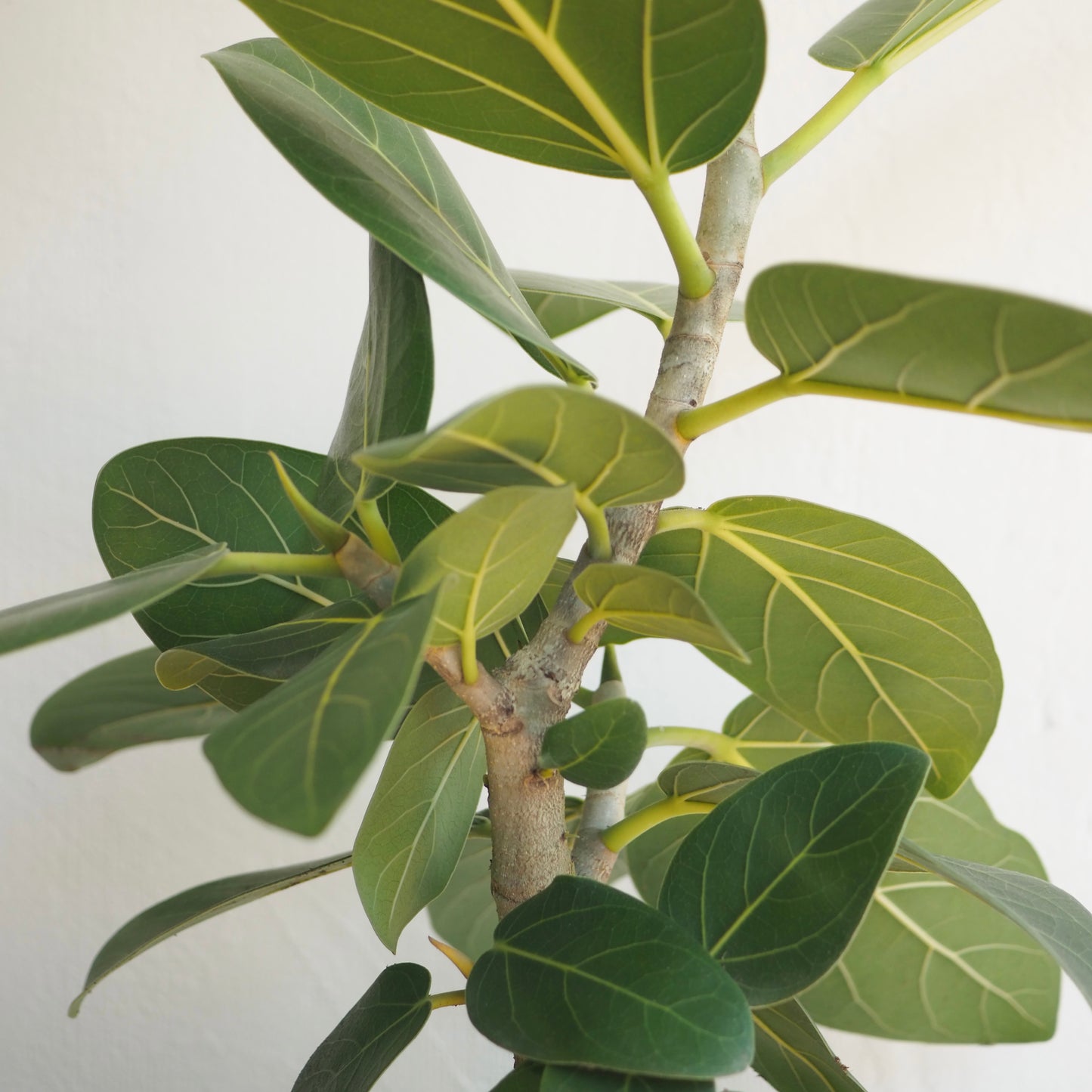 フィカス・ベンガレンシス