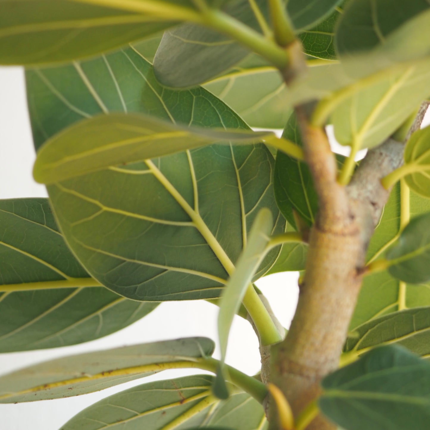 フィカス・ベンガレンシス