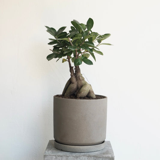 フィカス・ミクロカルパ