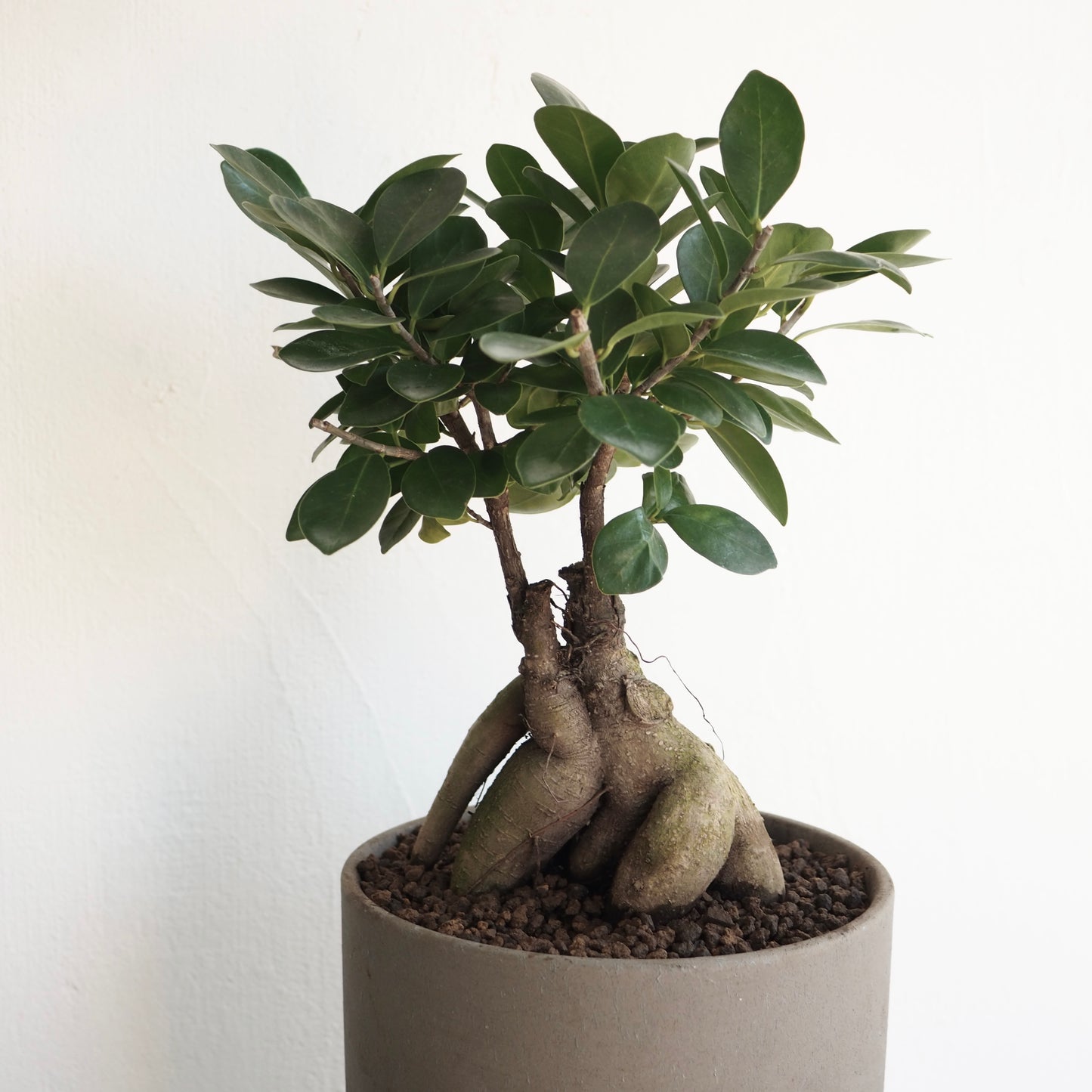 フィカス・ミクロカルパ