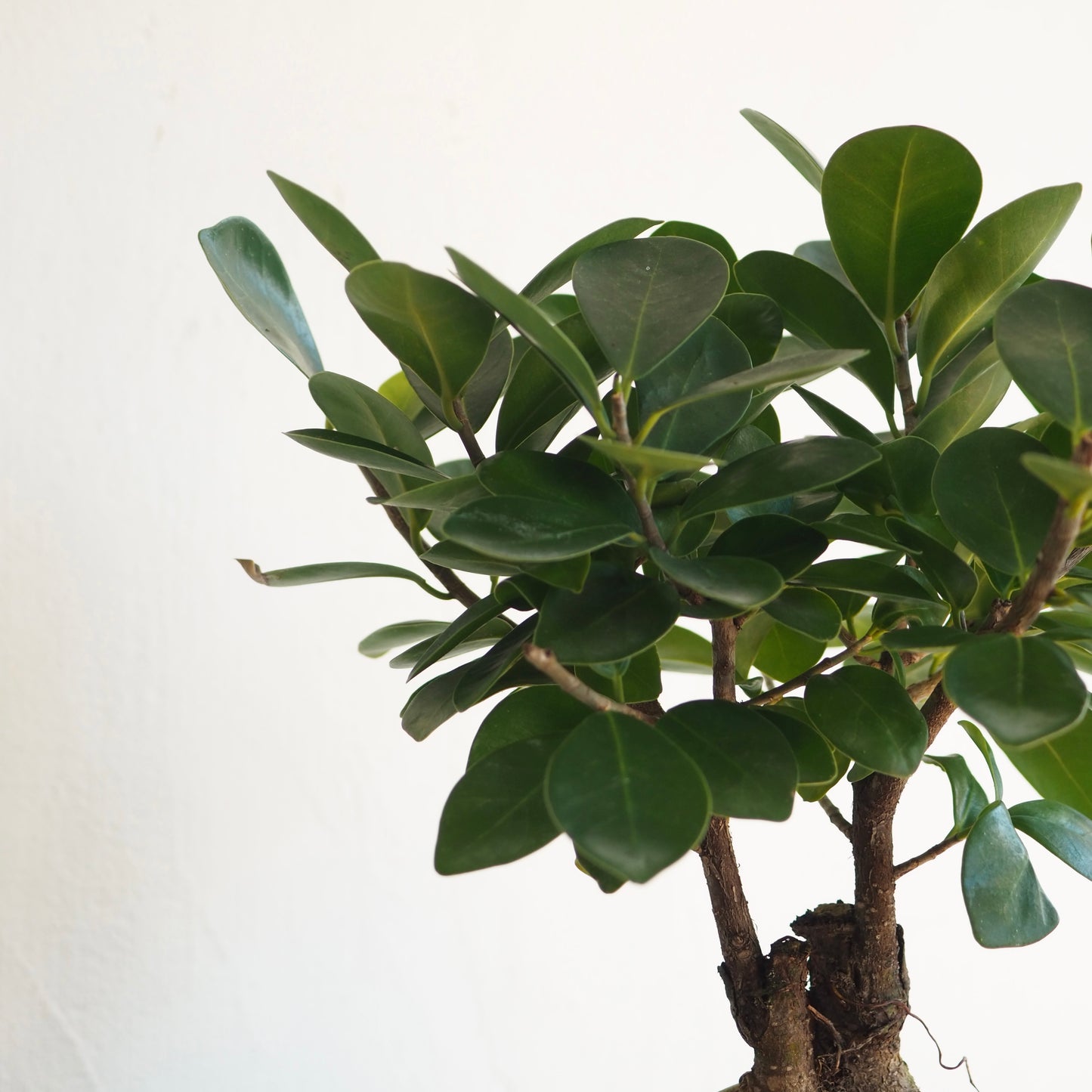 フィカス・ミクロカルパ