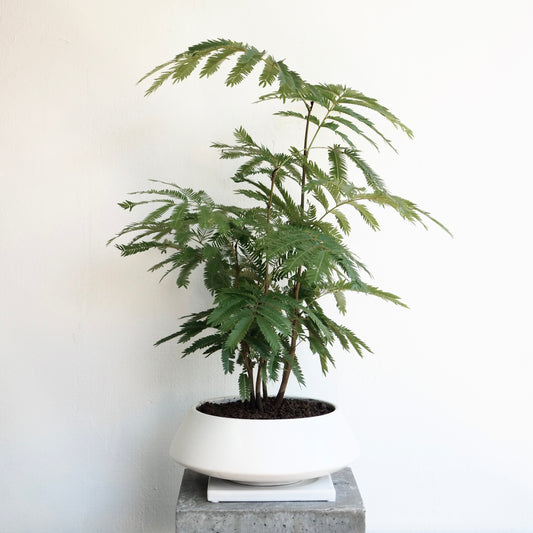 エバーフレッシュ